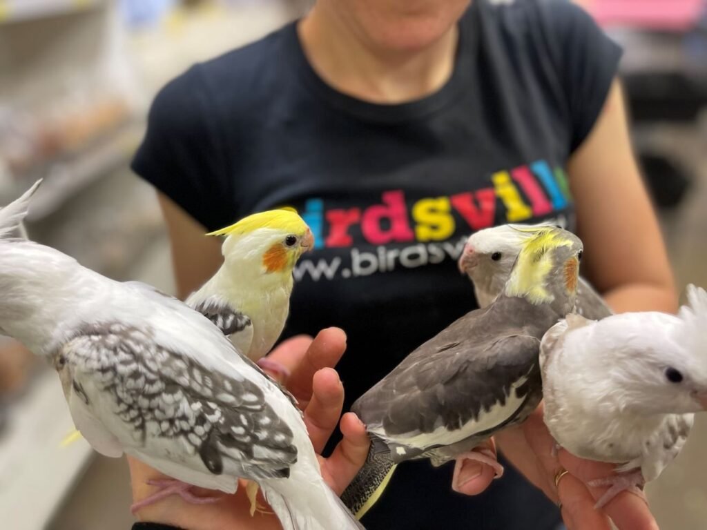 Who Is the Breeder: Mr. John, Professionally Known as Mr. Parrot?