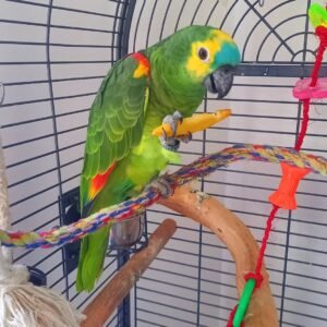 Cheap Amazon Parrots for sale