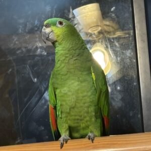 Amazon Parrots for sale near me