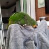 Female Amazon Parrots for sale