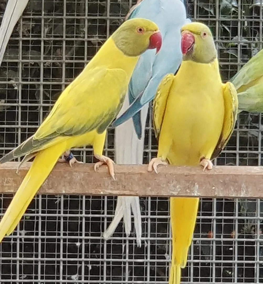 Are ringneck parakeets good pets