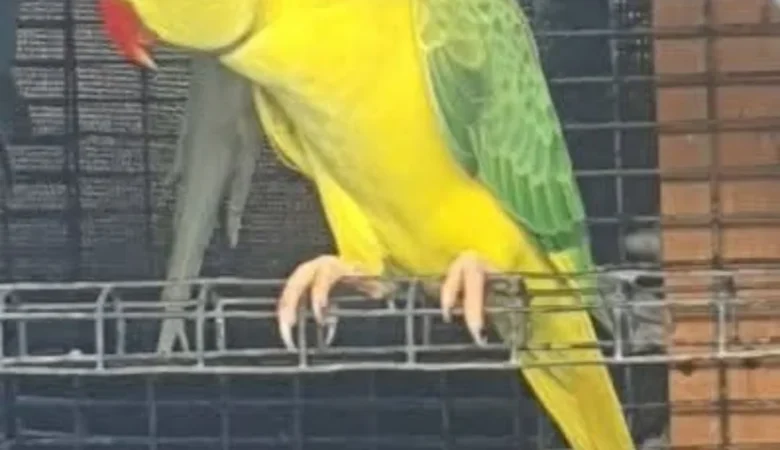 How can I tell if a ringneck parakeet is healthy before purchasing it
