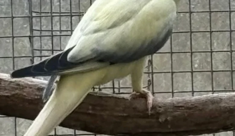 Can ringneck parakeets live alone or do they need a companion