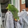 Female Amazon Parrots for sale