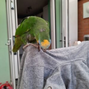 Female Amazon Parrots for sale
