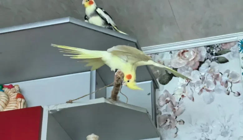 Are cockatiels good pets for beginners