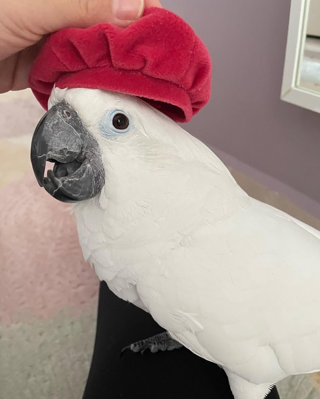 What documents should I request when purchasing a cockatoo parrot