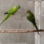 At what age do ringneck parakeets reach their full size?