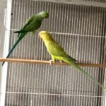 Can ringneck parakeets eat seeds every day?