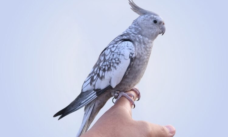 Can cockatiels live alone or do they need a companion