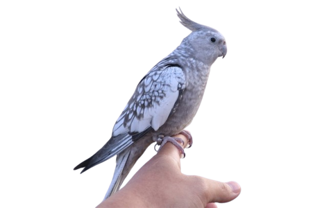 Should I buy a hand raised cockatiel