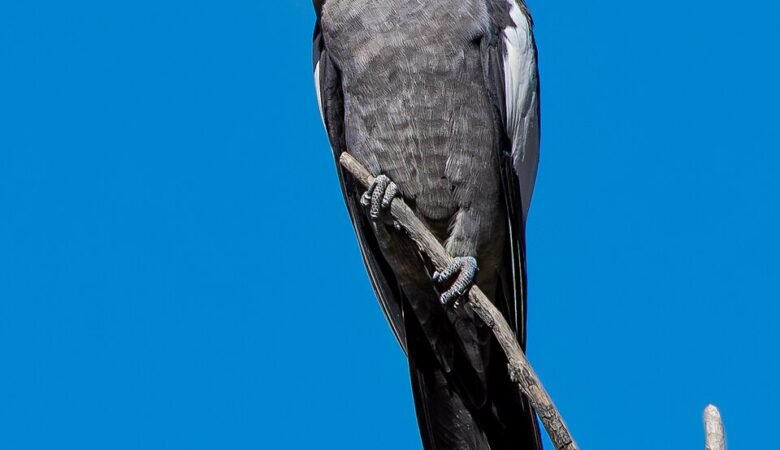 Are cockatiels good pets