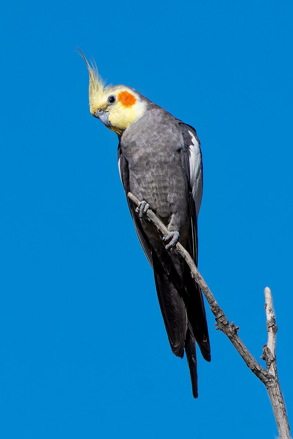 Are cockatiels good pets
