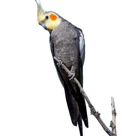 How long do cockatiels live