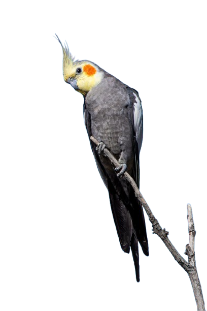 How long do cockatiels live