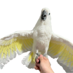 Can I buy a cockatoo parrot if the seller does not have its original documents?