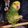 Male Amazon Parrots for sale