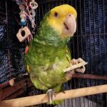 Male Amazon Parrots for sale
