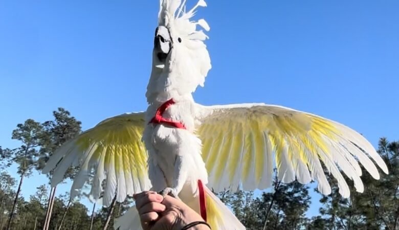 How can I safely transport a cockatoo parrot to my home