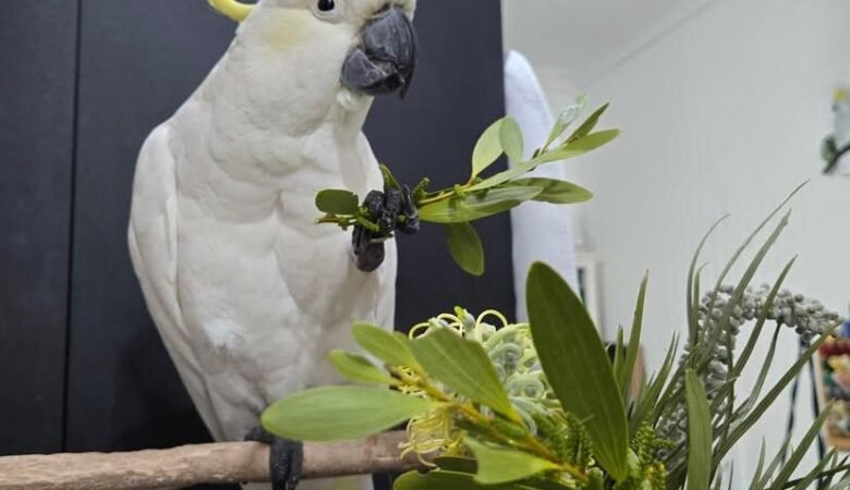 What size cage does a cockatoo parrot need