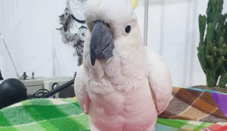 How can I prevent my cockatoo parrot from developing destructive chewing habits
