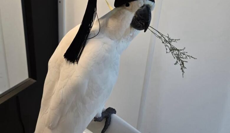 Are cockatoo parrots naturally aggressive or friendly
