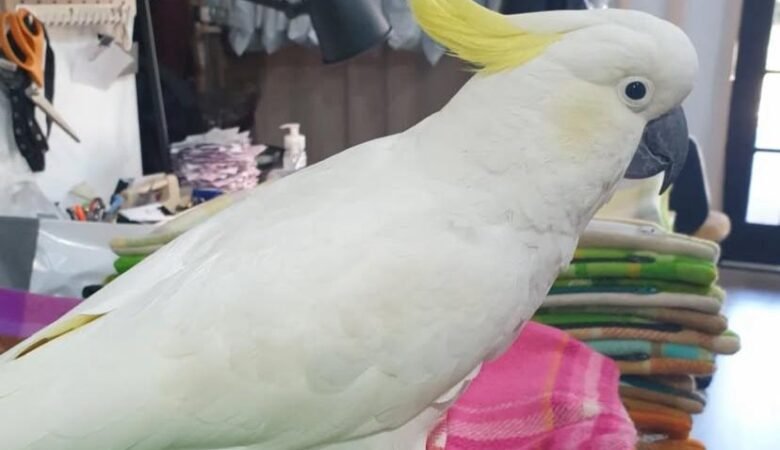 Why do cockatoo parrots raise their crests