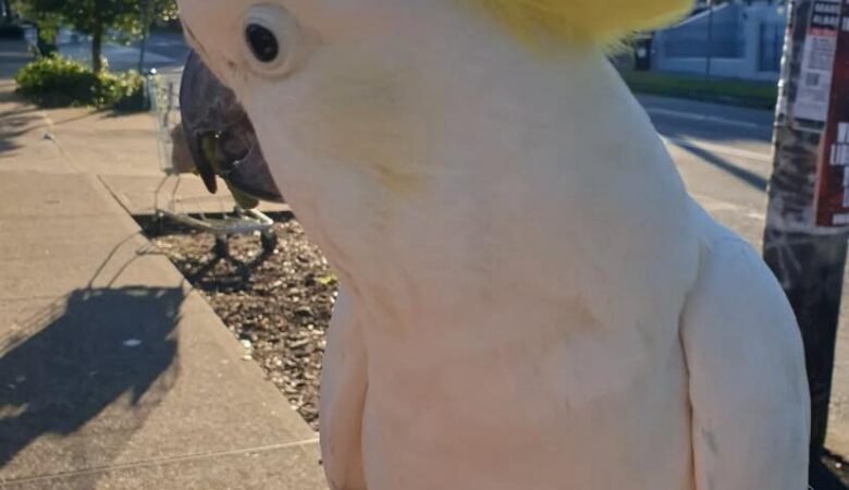 Can cockatoo parrots live with other pet birds in the same household