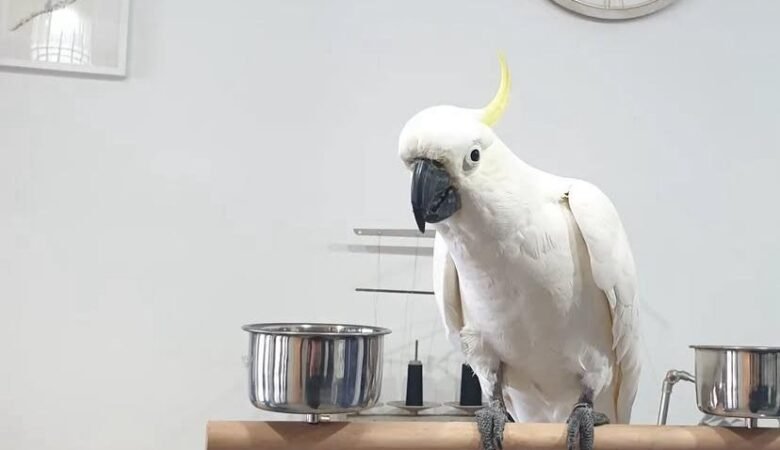 At what age should a cockatoo parrot be fully weaned before purchase