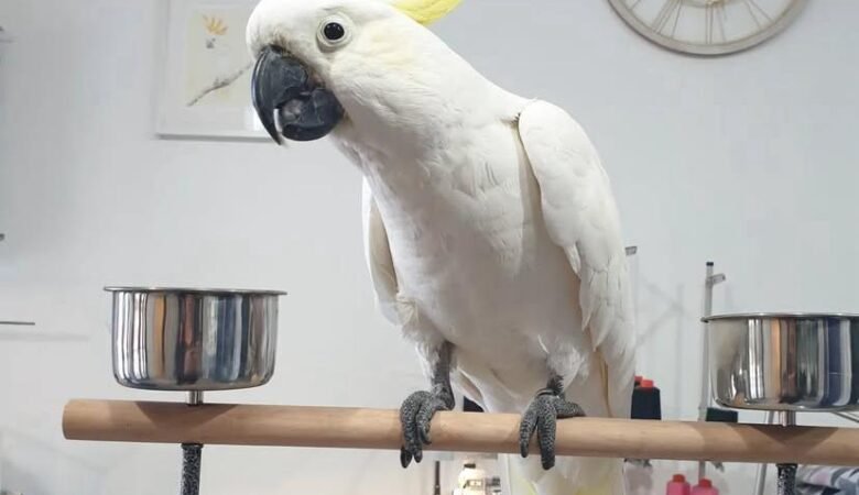 How can I tell if a cockatoo parrot is healthy before purchasing one