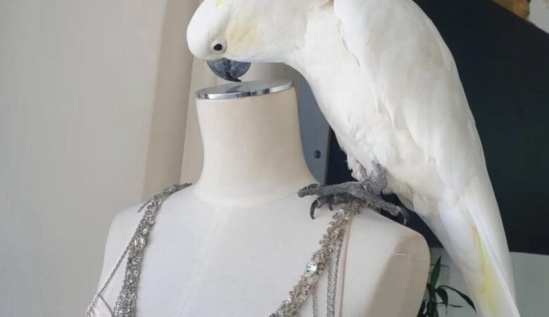 Why do cockatoo parrots scream and how can excessive screaming be managed