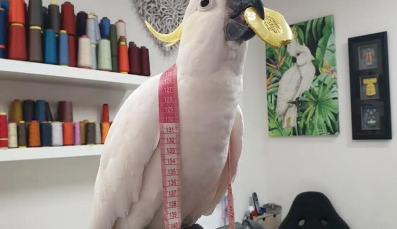 What is the difference between a male and female cockatoo parrot