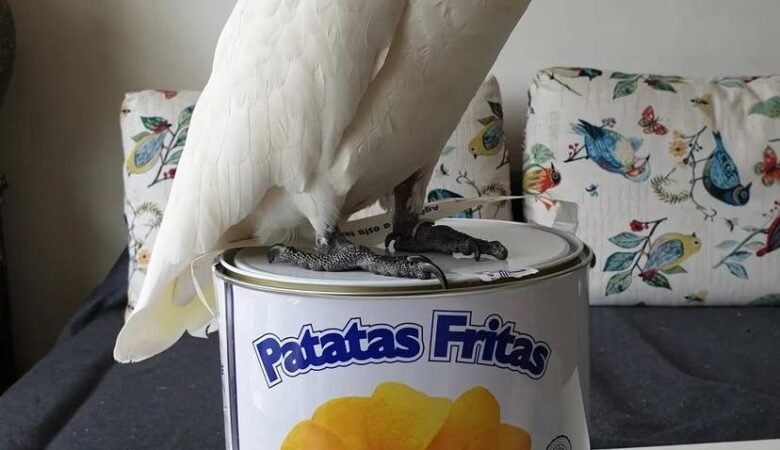 Can cockatoo parrots learn to talk and imitate human sounds