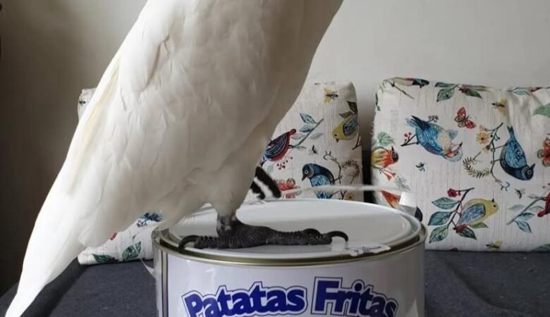How can I choose the right cockatoo species for my lifestyle