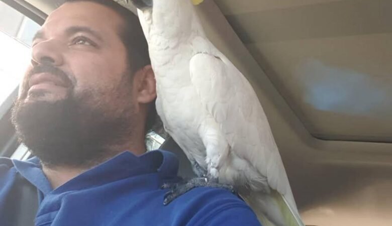 Are cockatoo parrots affectionate toward their owners