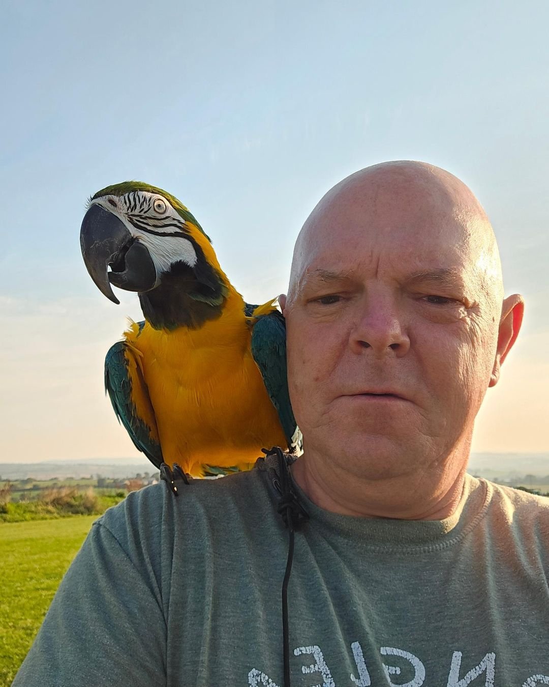 Do macaws need special perches