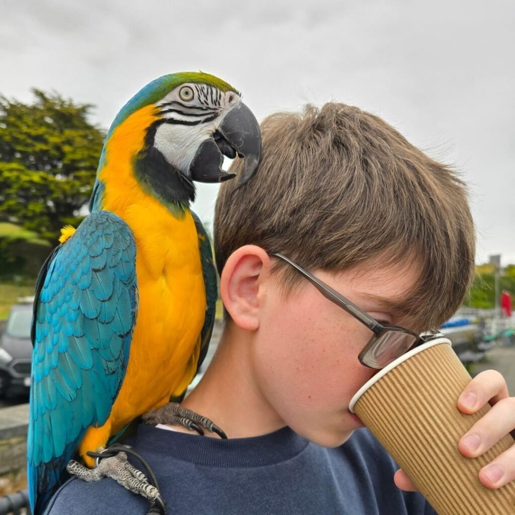 Can Parrots Be Trained to Do Tricks?