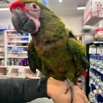 What is the minimum cage size for a macaw?