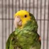 Male Amazon Parrots for sale