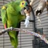 Cheap Amazon Parrots for sale