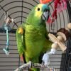 Cheap Amazon Parrots for sale