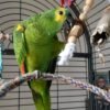 Cheap Amazon Parrots for sale