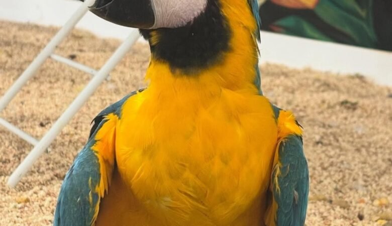 What toys do macaws enjoy most