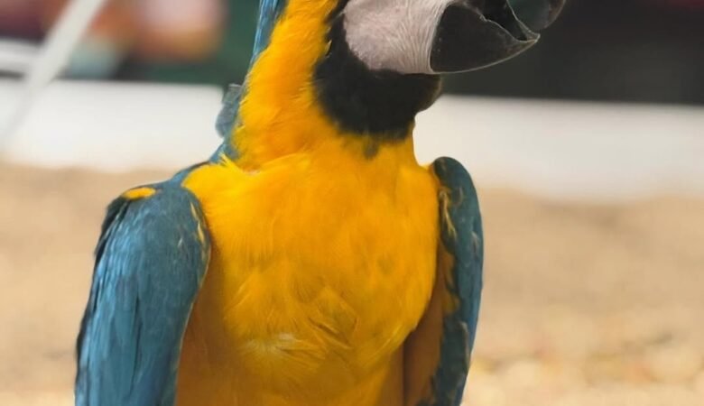 How often do macaws molt