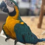 Can macaws stay outside all day?