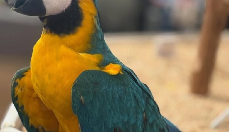 Can macaws recognize their owners