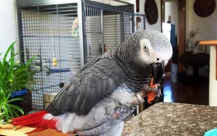 At what age should an African Grey parrot be fully weaned before purchase