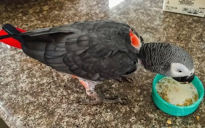 At what age do African Grey parrots start talking