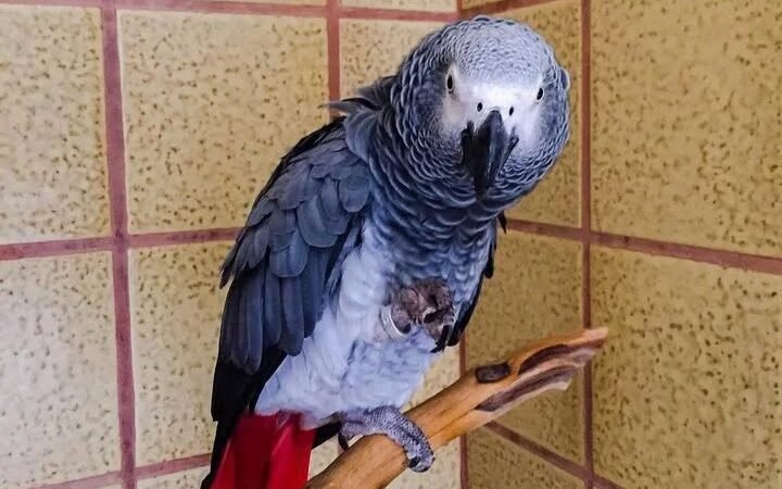 Do African Grey parrots bond with only one person