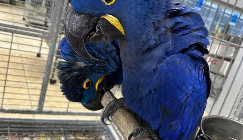 Do macaws need outdoor time